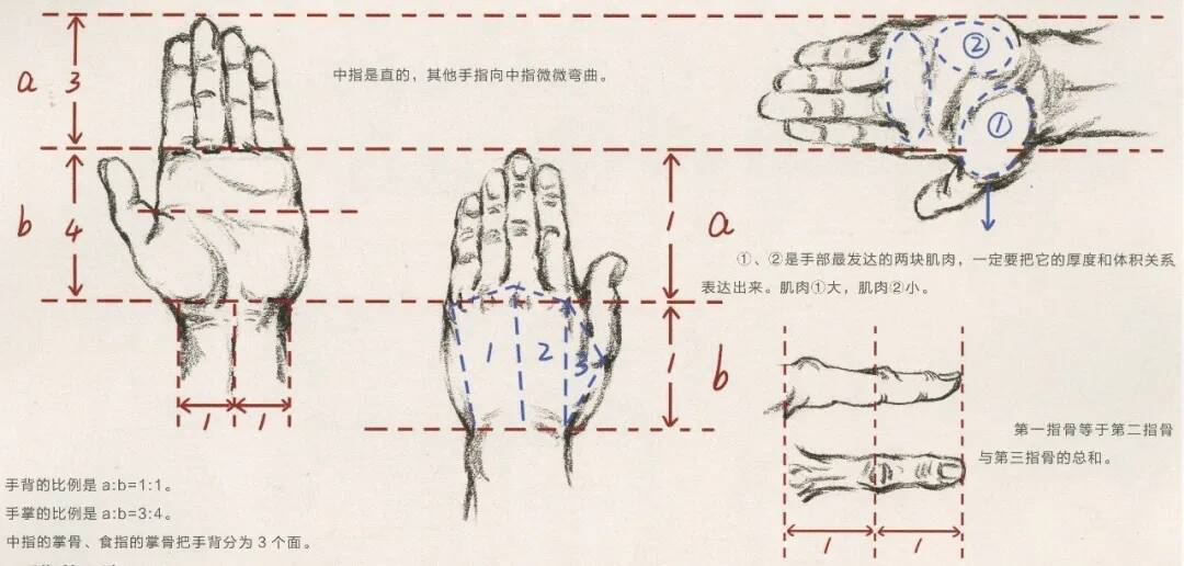 重慶美術(shù)培訓(xùn)畫室：畫人難畫手，畫好手速寫事半功倍！
